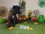 ZIGA