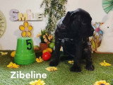 Chiots Cane Corso à vendre