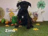 ZIMA