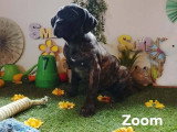 Chiots Cane Corso à vendre