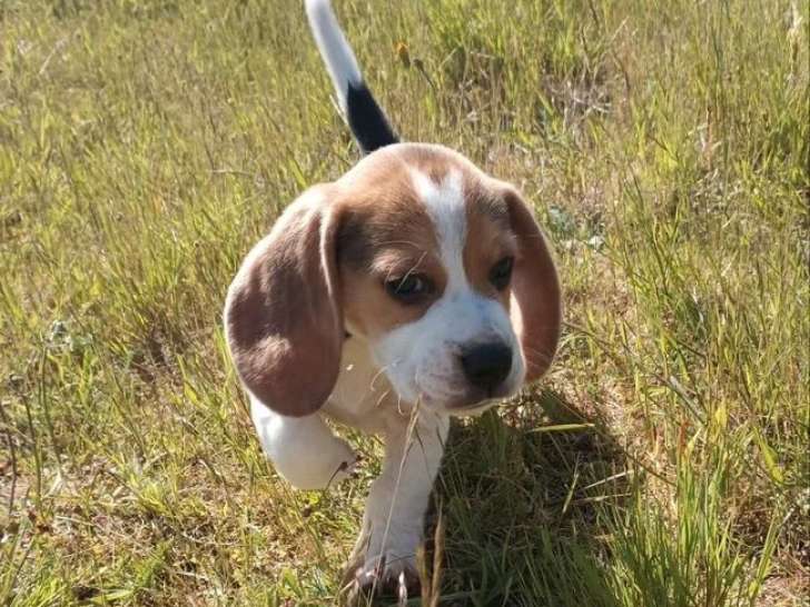 Chiot Beagle mâle non LOF né en mars 2026 en vente