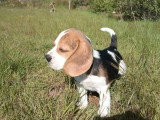 Chiot Beagle mâle non LOF né en mars 2026 en vente