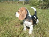 Chiot Beagle mâle non LOF né en mars 2026 en vente