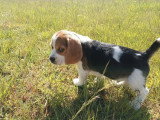 Chiot Beagle mâle non LOF né en mars 2026 en vente