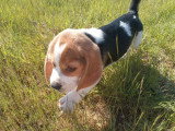 Chiot Beagle mâle non LOF né en mars 2026 en vente