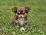 Deux chiots Chihuahua non LOF à vendre nés en mars 2026