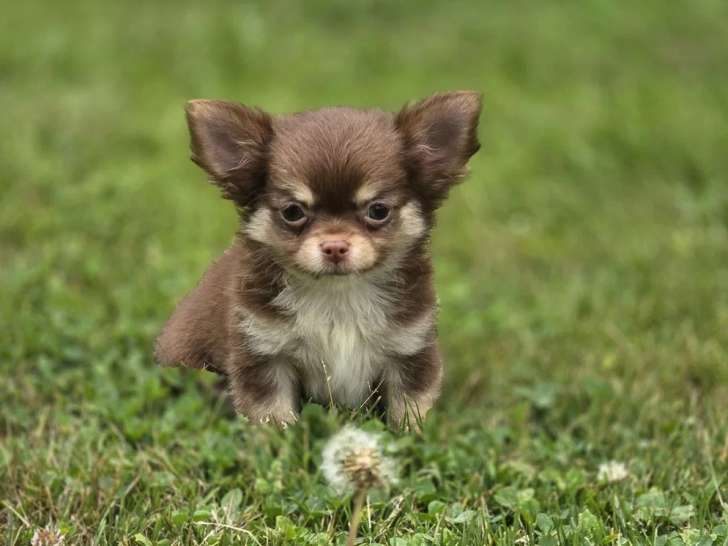 Deux chiots Chihuahua non LOF à vendre nés en mars 2026