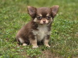 Deux chiots Chihuahua non LOF à vendre nés en mars 2026