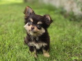 Deux chiots Chihuahua non LOF à vendre nés en mars 2026
