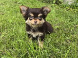 Deux chiots Chihuahua non LOF à vendre nés en mars 2026