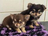 Deux chiots Chihuahua non LOF à vendre nés en mars 2026