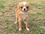 Chienne Chihuahua de mars 2025 à vendre, fauve poil long non LOF
