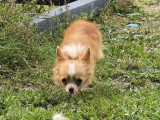 Chienne Chihuahua de mars 2025 à vendre, fauve poil long non LOF
