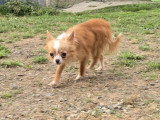 Chienne Chihuahua de mars 2025 à vendre, fauve poil long non LOF