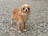 Chienne Chihuahua de mars 2025 à vendre, fauve poil long non LOF