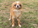 Chienne Chihuahua de mars 2025 à vendre, fauve poil long non LOF