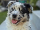 4 chiots Berger Australien non LOF nés en mars 2026 à vendre