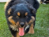 4 chiots Berger Australien non LOF nés en mars 2026 à vendre