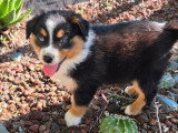 4 chiots Berger Australien non LOF nés en mars 2026 à vendre