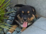 4 chiots Berger Australien non LOF nés en mars 2026 à vendre
