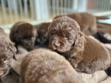 Réservation 4 chiots Terre-Neuve marron LOF nés en mai 2026