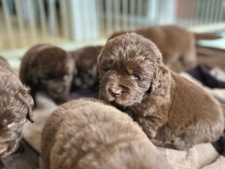 Réservation 4 chiots Terre-Neuve marron LOF nés en mai 2026