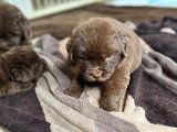 Réservation 4 chiots Terre-Neuve marron LOF nés en mai 2026