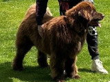 Réservation 4 chiots Terre-Neuve marron LOF nés en mai 2026