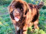 Réservation 4 chiots Terre-Neuve marron LOF nés en mai 2026
