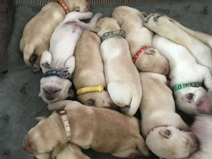 Chiots Labrador Retriever à vendre