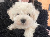 Portée de 5 Bichons à Poil Frisé LOF nés en mai 2026 à réserver