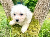 Portée de 5 Bichons à Poil Frisé LOF nés en mai 2026 à réserver