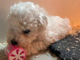 Portée de 5 Bichons à Poil Frisé LOF nés en mai 2026 à réserver