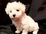 Portée de 5 Bichons à Poil Frisé LOF nés en mai 2026 à réserver