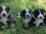 7 chiots Border Collie non LOF nés en mai 2026 à vendre