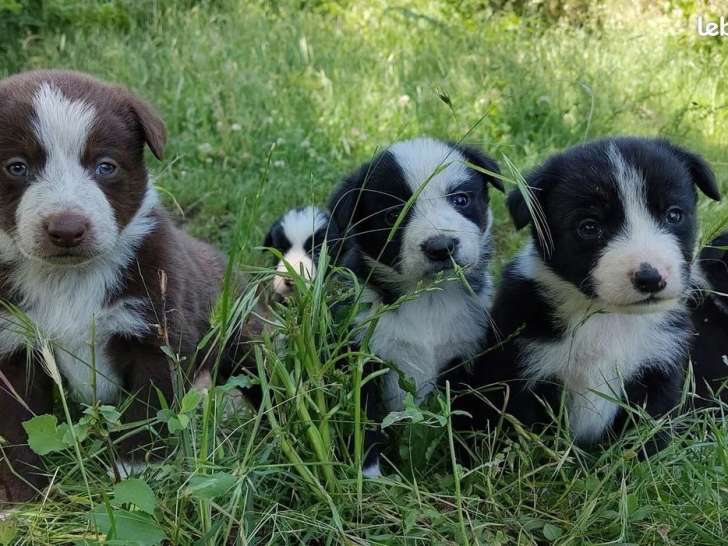 7 chiots Border Collie non LOF nés en mai 2026 à vendre