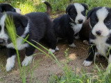 7 chiots Border Collie non LOF nés en mai 2026 à vendre