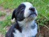 7 chiots Border Collie non LOF nés en mai 2026 à vendre