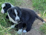 7 chiots Border Collie non LOF nés en mai 2026 à vendre