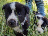7 chiots Border Collie non LOF nés en mai 2026 à vendre