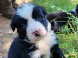 7 chiots Border Collie non LOF nés en mai 2026 à vendre