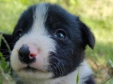 7 chiots Border Collie non LOF nés en mai 2026 à vendre