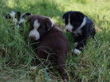7 chiots Border Collie non LOF nés en mai 2026 à vendre