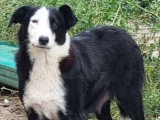 7 chiots Border Collie non LOF nés en mai 2026 à vendre