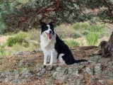 7 chiots Border Collie non LOF nés en mai 2026 à vendre