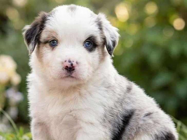 À vendre : 5 chiots Berger Américain Miniature LOF d'avril 2026