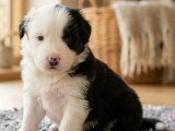 À vendre : 5 chiots Berger Américain Miniature LOF d'avril 2026