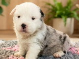 À vendre : 5 chiots Berger Américain Miniature LOF d'avril 2026