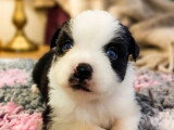 À vendre : 5 chiots Berger Américain Miniature LOF d'avril 2026