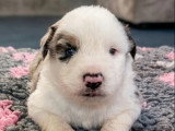 À vendre : 5 chiots Berger Américain Miniature LOF d'avril 2026